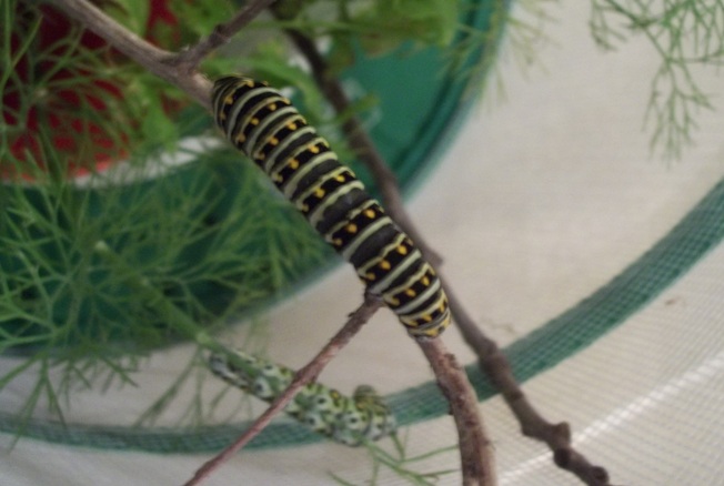 Black Swallowtail Caterpillar ... mostly black