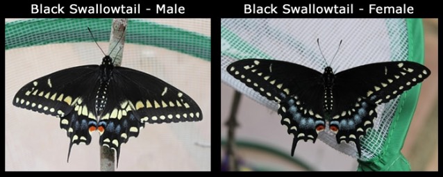 Comparison of the male and female Black Swallowtail Butterfly