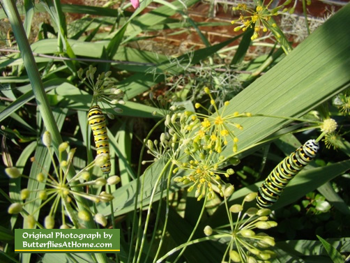 Two Black Swallowtail Caterpillars feeding on Dill in East Texas