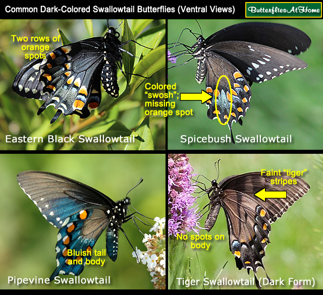 Dark-Colored Swallowtail Butterfly Comparison Chart using ventral views