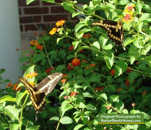 A pair of Giant Swallowtail Butterflies on orange Lantana in Texas