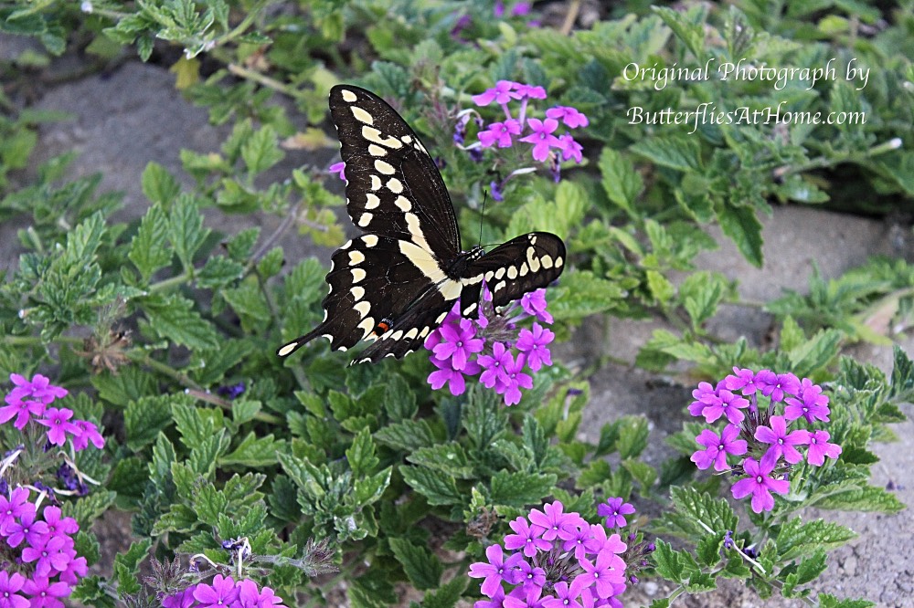 Giant Swallowtail Butterfly, missing its right tail, feeding on Verbena