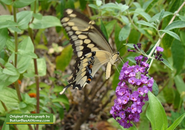 Giant Swallowtail enjoying nectar from a Purple Butterfly Bush