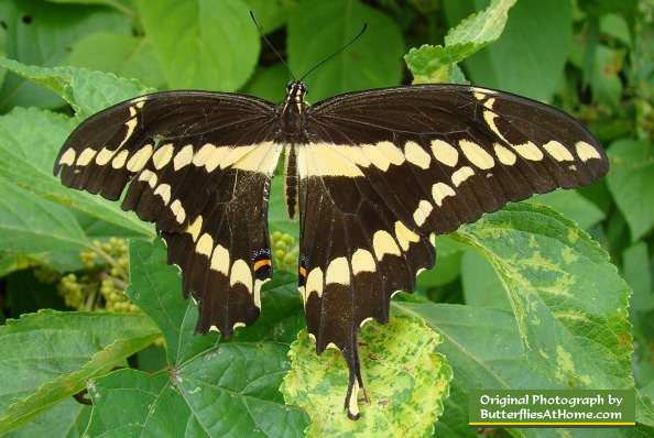 Giant Swallowtail without its left tail, resting in the shade of the woods