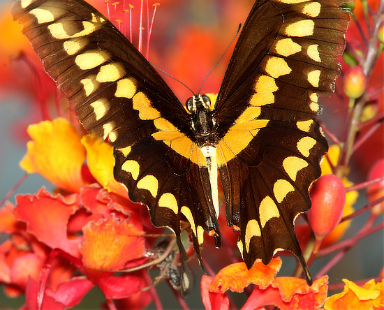 Western Giant Swallowtail (dorsal view)