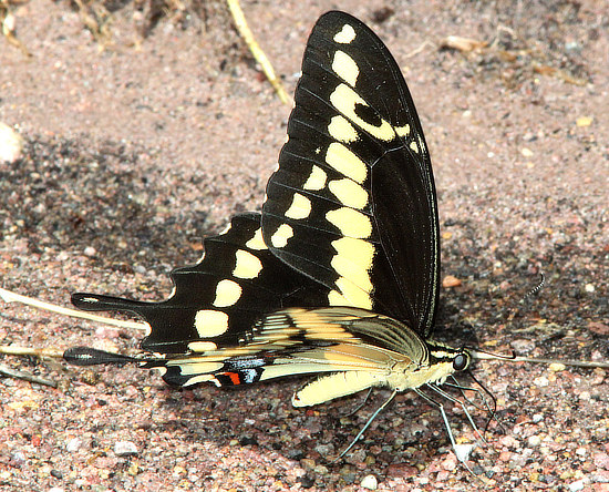 Western Giant Swallowtail (ventral view)