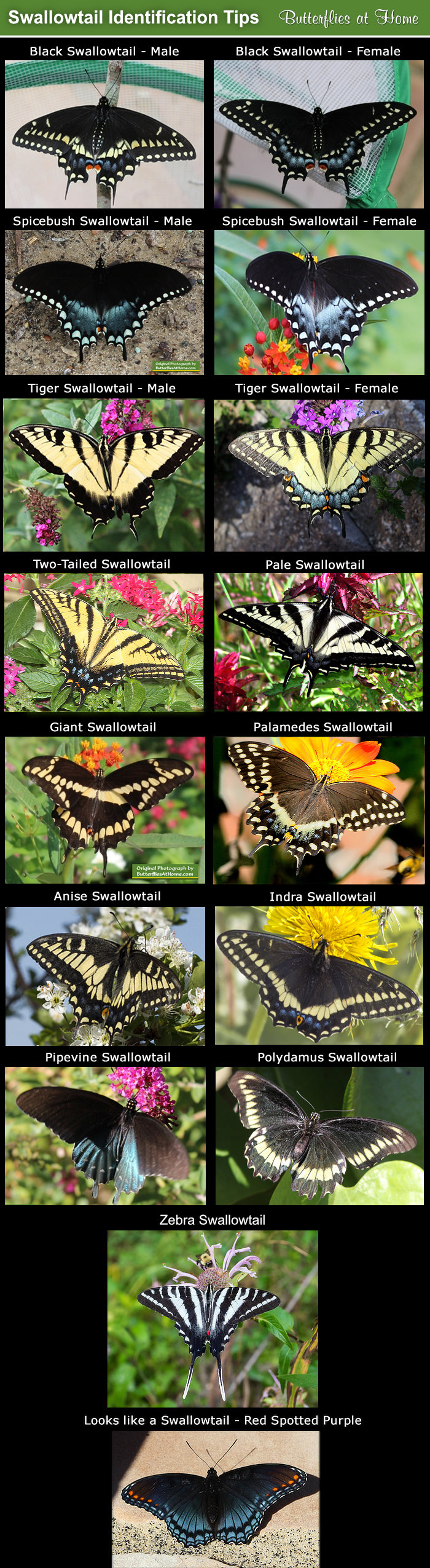 click for identification tips for the Swallowtail family of butterflies