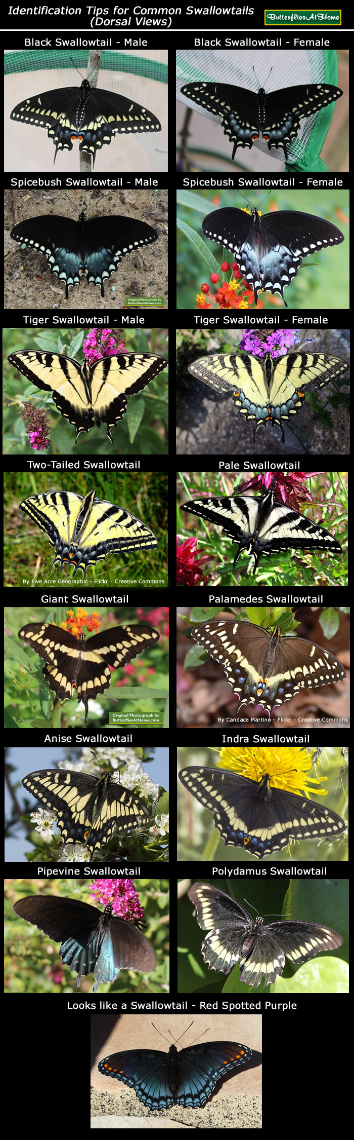 Swallowtail butterfly identification chart