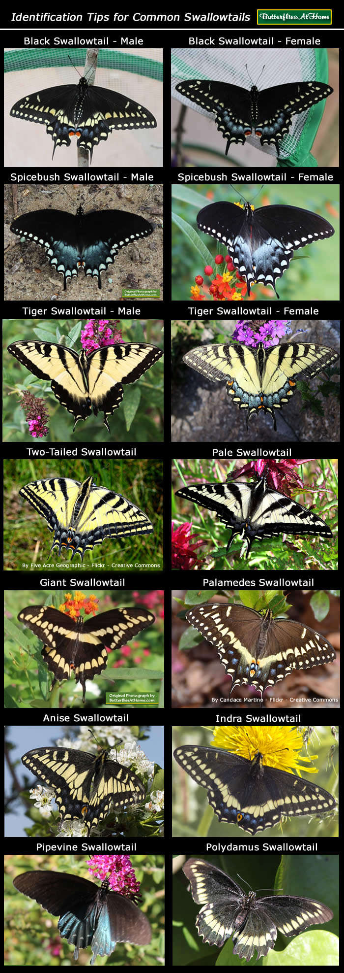 click for identification tips for swallowtail butterflies