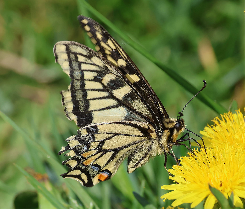 Old World Swallowtail Butterfly ventral view