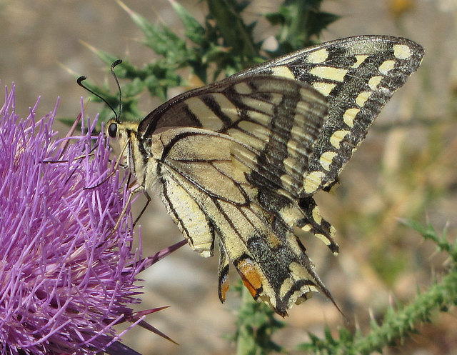 Old World Swallowtail Butterfly ... ventral view