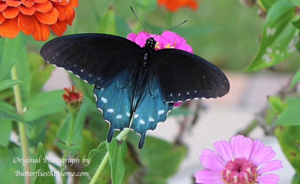 Pipevine Swallowtail Butterfly in East Texas - October 17, 2016