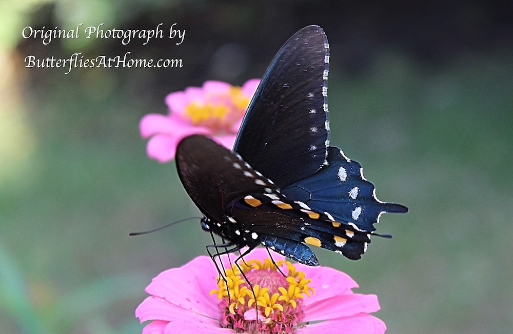 Pipevine Swallowtail Butterfly exhibiting its beautiful bluish body