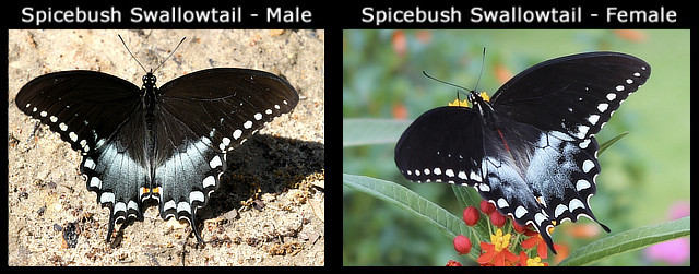 Side-by-side comparison of the male and female Spicebush Swallowtail butterfly