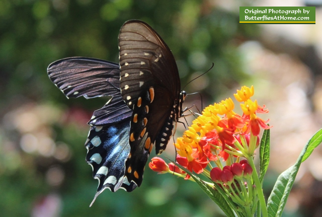 Spicebush Swallowtail Butterfly enjoying milkweed