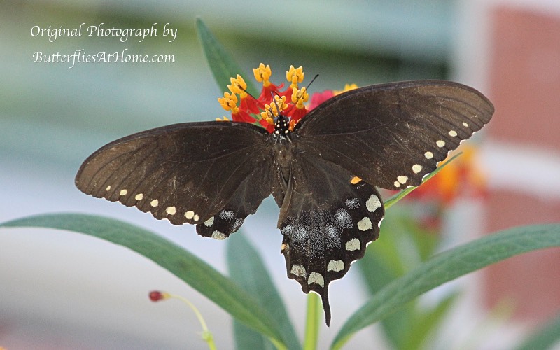 Female Spicebush Swallowtail with large part of her right wing missing ... but still flying from one Zinnia to the next, with no problem! Perseverance personified!