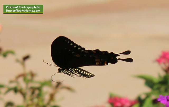 Close-up view of Spicebush Swallowtail Butterfly in flight