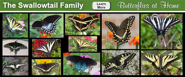 click to learn more about the Swallowtail Family of butterflies!