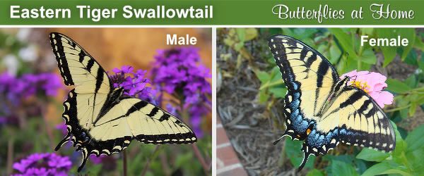 Side-by-side comparison of the male and female Eastern Tiger Swallowtail Butterfly