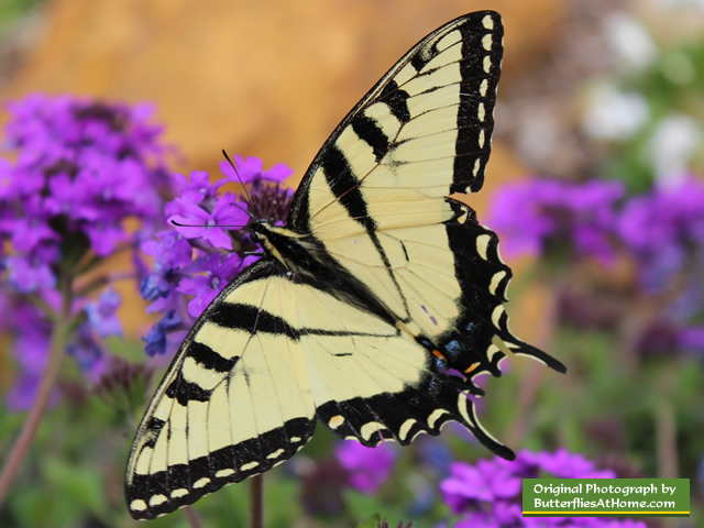 Tiger Swallowtail Butterfly near Tyler Texas