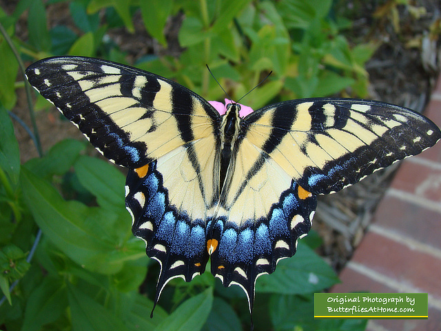 Female Tiger Swallowtail Butterfly near Tyler Texas