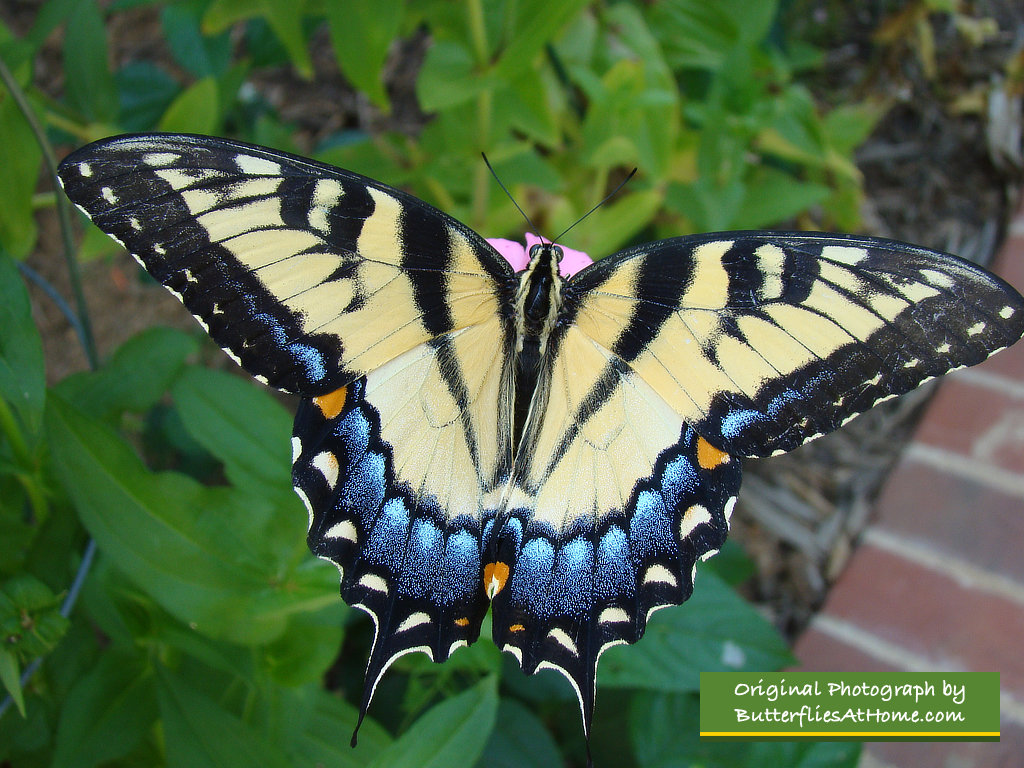 Female Tiger Swallowtail Butterfly near Tyler Texas