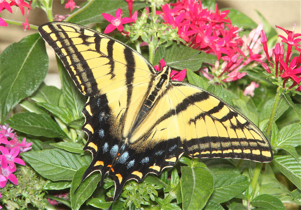 Two-Tailed Swallowtail Butterfly
