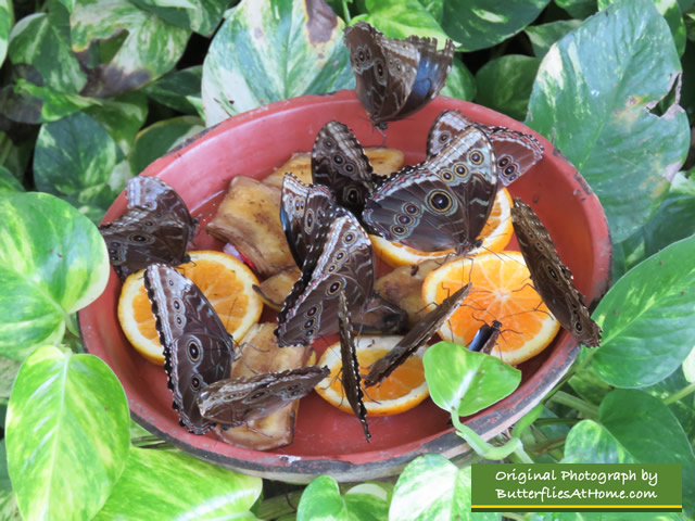 Butterflies feasting on citrus in Aruba