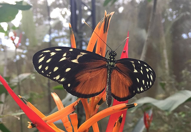 Brilliant colors of the butterflies and flowers at the Butterfly Garden