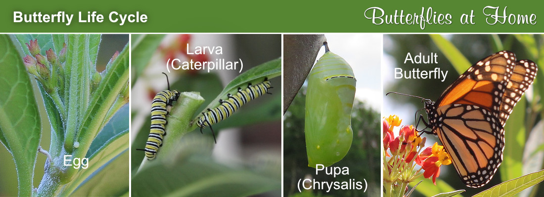 The butterfly life cycle: egg, larva, pupa and adult