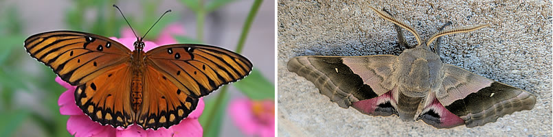 Butterfly (left) and moth (right) side-by-side comparison