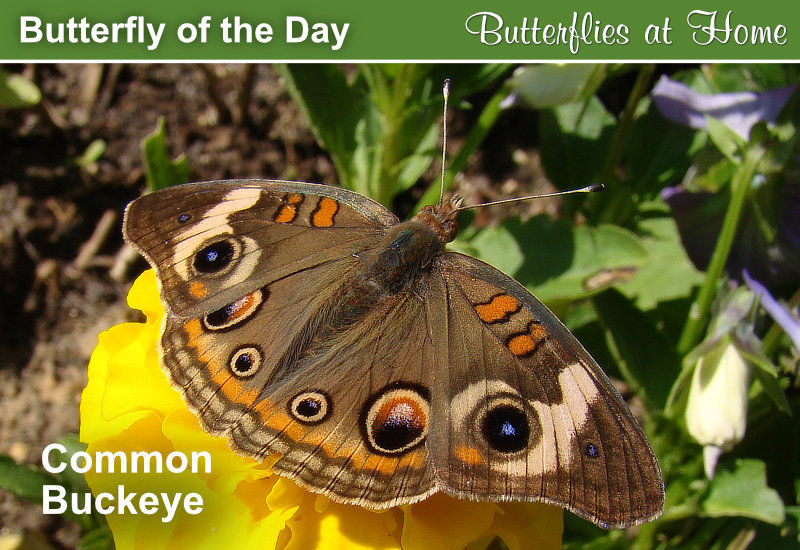 Butterfly of the Day: Common Buckeye