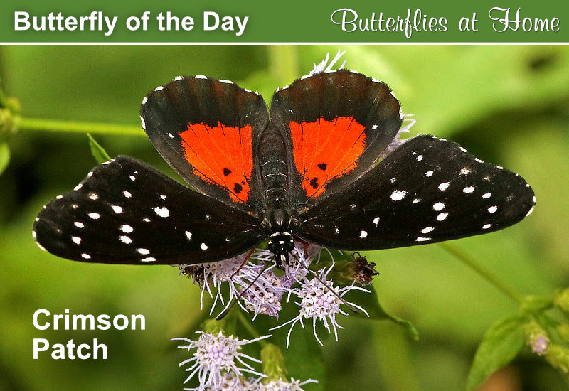 Butterfly of the Day: Crimson Patch