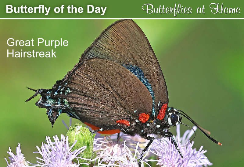 Butterfly of the Day: Great Purple Hairstreak
