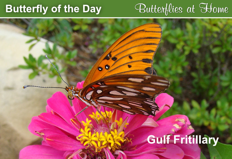 Butterfly of the Day: Gulf Fritillary