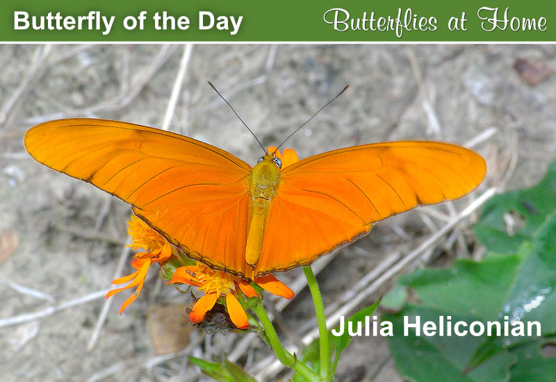 Butterfly of the Day: Julia Heliconian