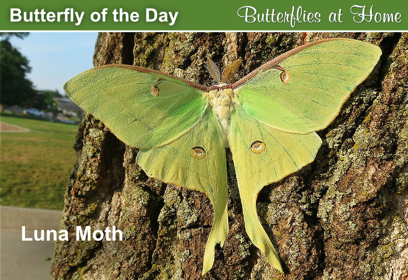 Butterfly of the Day: Luna Moth