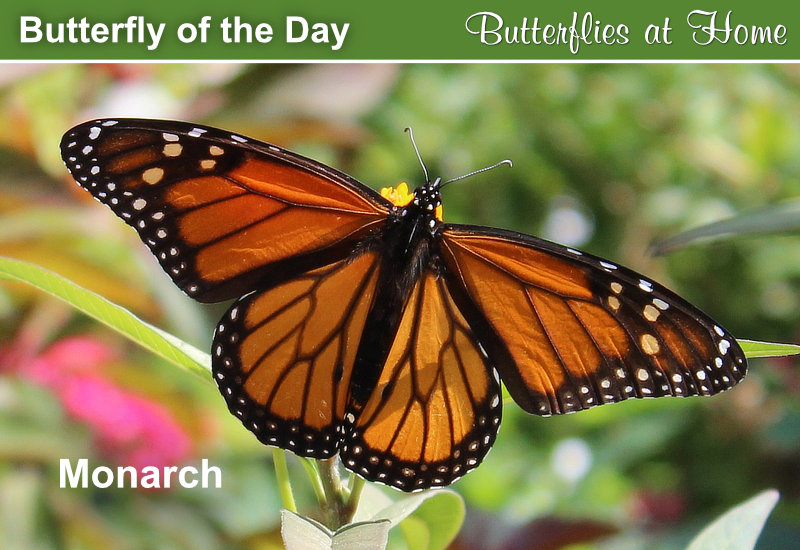Butterfly of the Day: The Monarch
