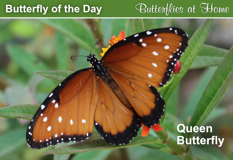 Butterfly of the Day: The Queen