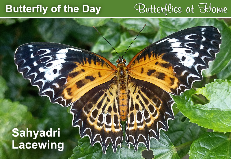 Butterfly of the Day: Sahyadri Lacewing