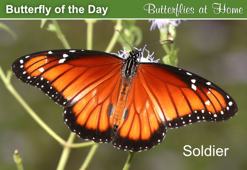 Butterfly of the Day: The Soldier