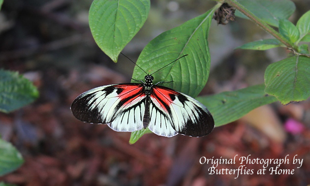 Piano Key Butterfly (Heliconius melpomene) at Butterfly World in Fort Lauderdale, Florida