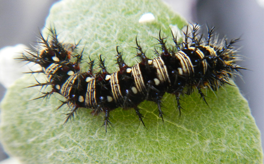 American Lady Caterpillar
