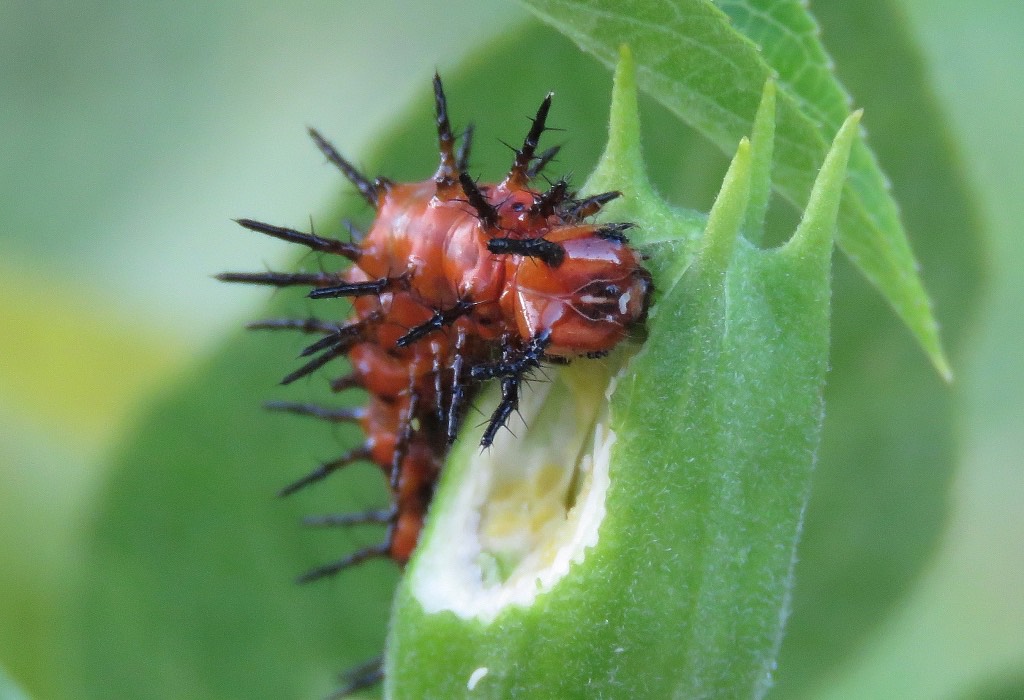 Close-up view of a Gulf Fritillary caterpillar devouring a Passion Vine flower bud