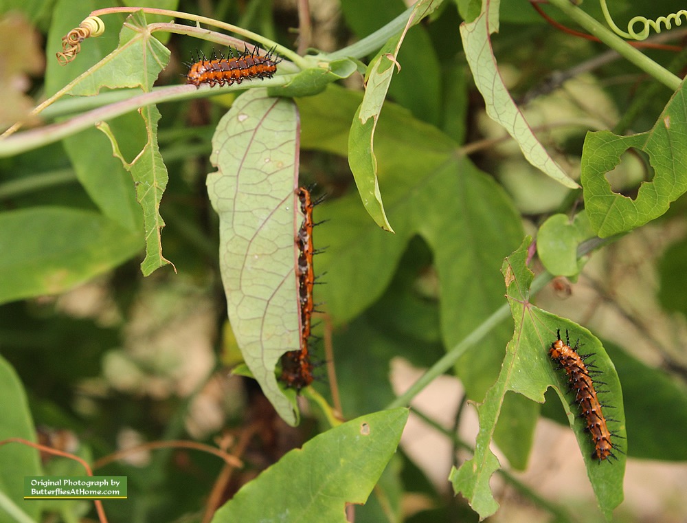 Growing Gulf Fritillary caterpillars on a Passion Vine