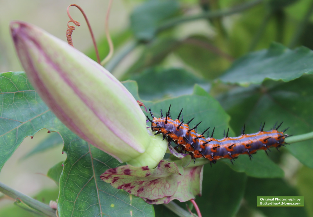 Gulf Fritillary caterpillar devouring a Passion Vine flower bud