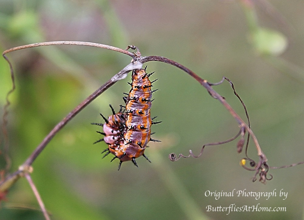 Gulf Fritillary caterpillar in the classic "J Position" preparing to enter its chrysalis
