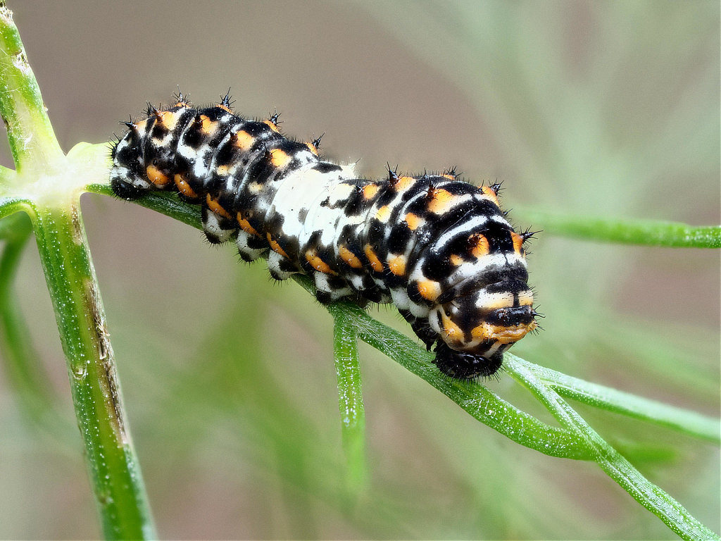 Old World Swallowtail caterpillar