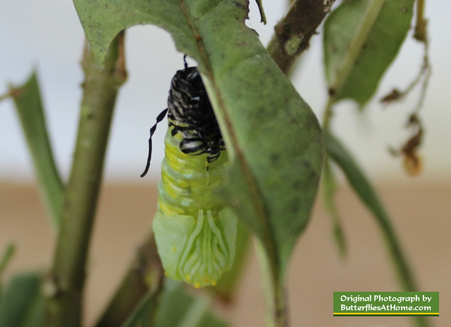 Monarch caterpillar with its chrysalis nearly complete