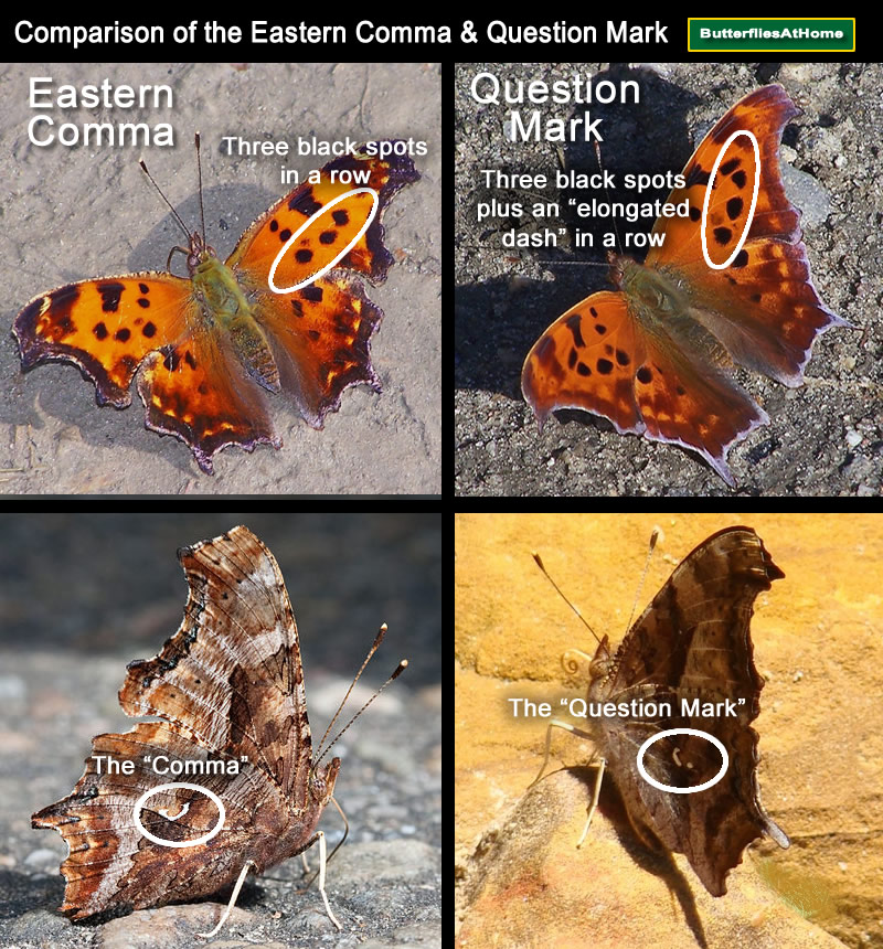 Comparison of the Eastern Comma butterfly and the Question Mark butterfly